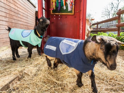 Oxford vs. Cambridge Goat Race image